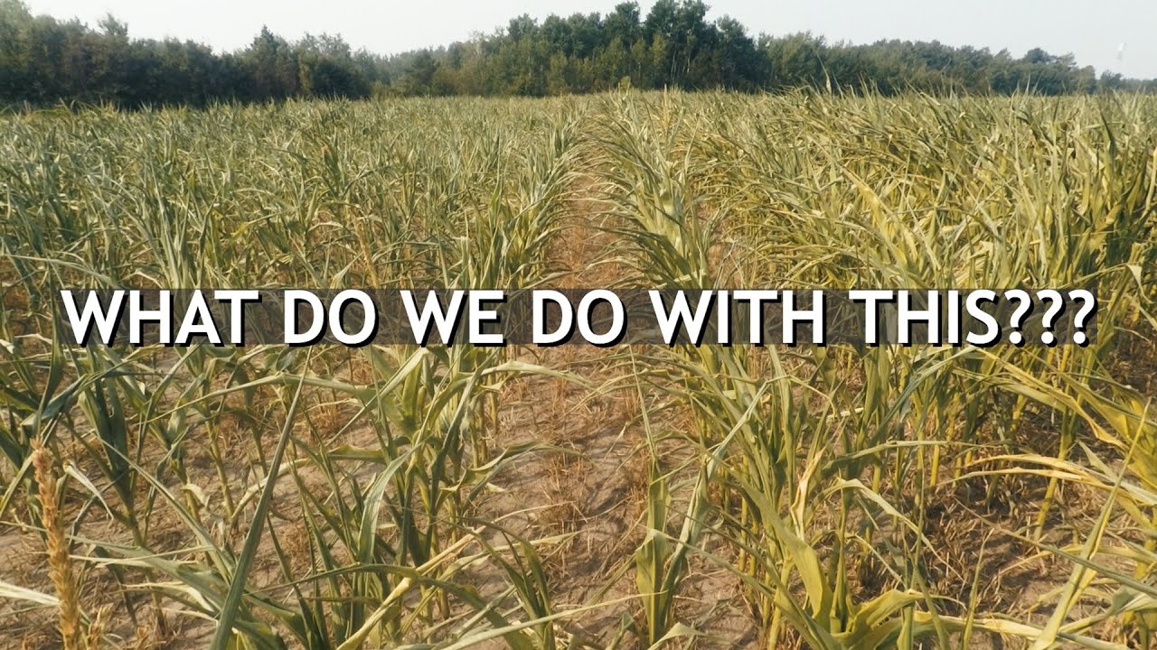 Wrapping Millet Bales and planning for Corn Silage