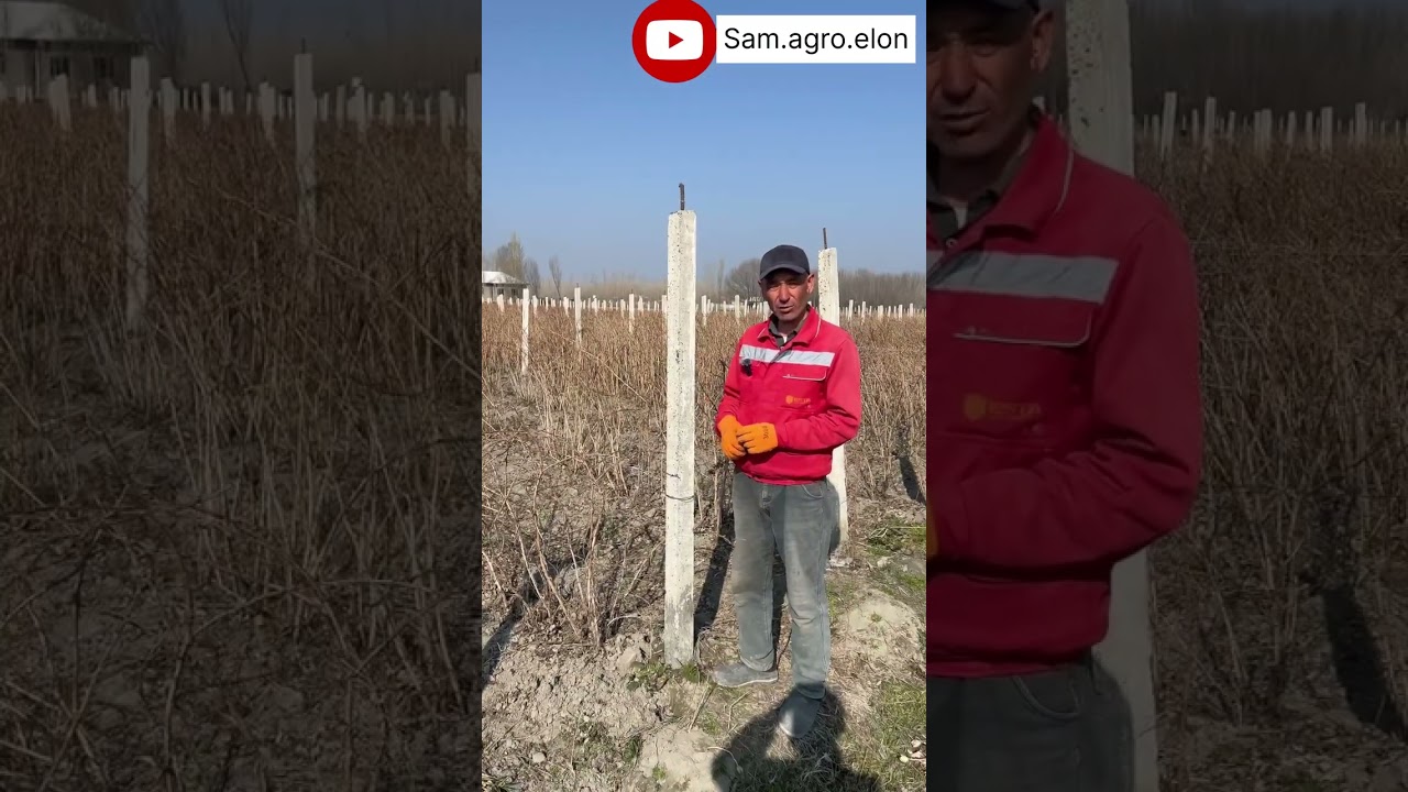 Malina ko’chati sotuvda , foydali maslaxatlar