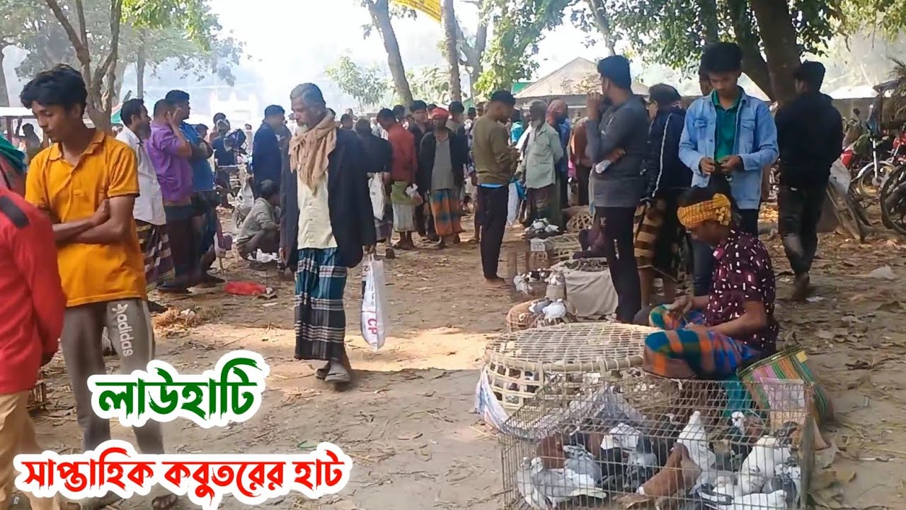 লাউহাটি সাপ্তাহিক কবুতরের হাট | বর্তমানে কবুতরের দাম | Kobutor hat 20/12/2025