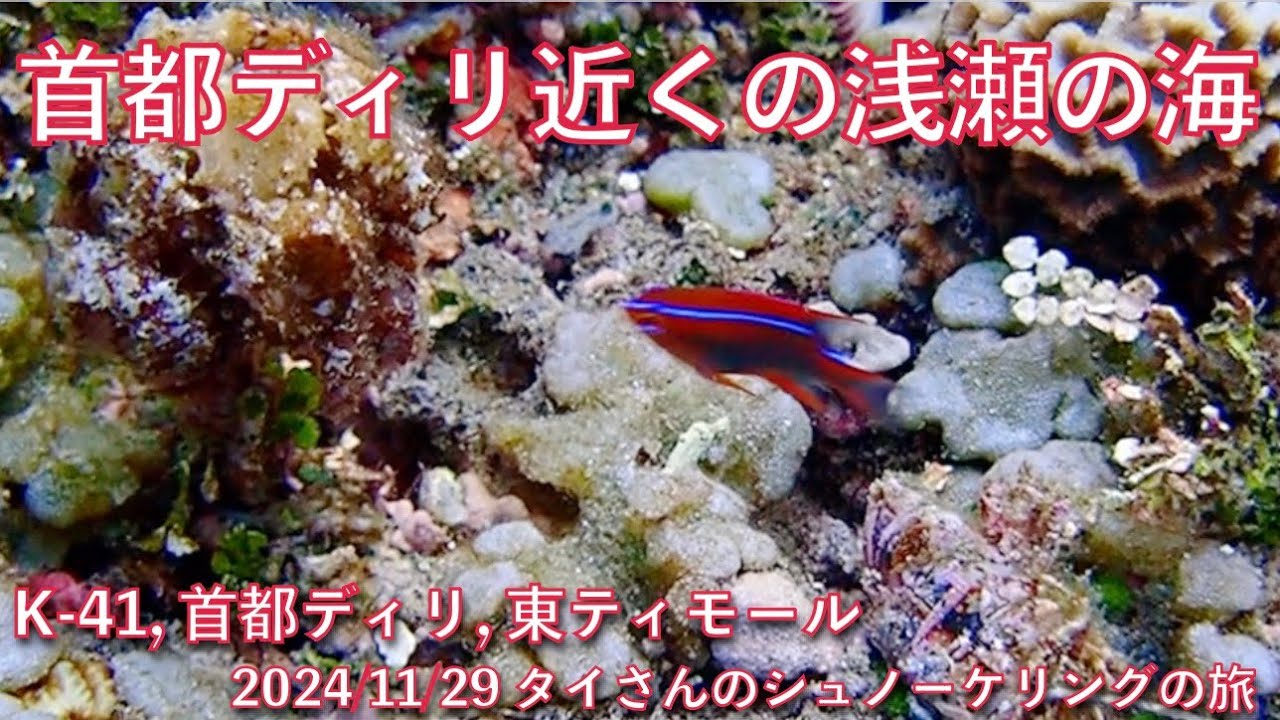 【#125 タイさんのシュノーケリングの旅 】首都ディリの浅瀬でシュノーケリング, 首都ディリ, 東ティモール, Tai's Journey