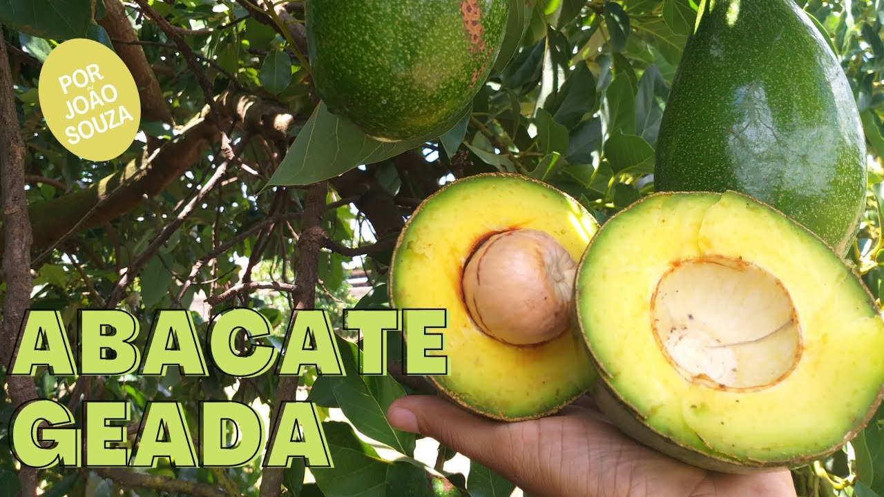 ABACATE GEADA!!!VOCÊ CONHEÇE ESSA VARIEDADE DE ABACATE?