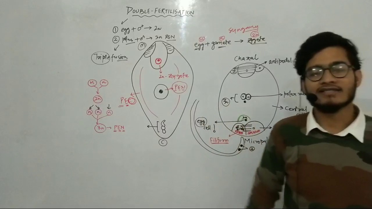 L25: Double Fertilisation in Angiosperms by Vipin Sharma