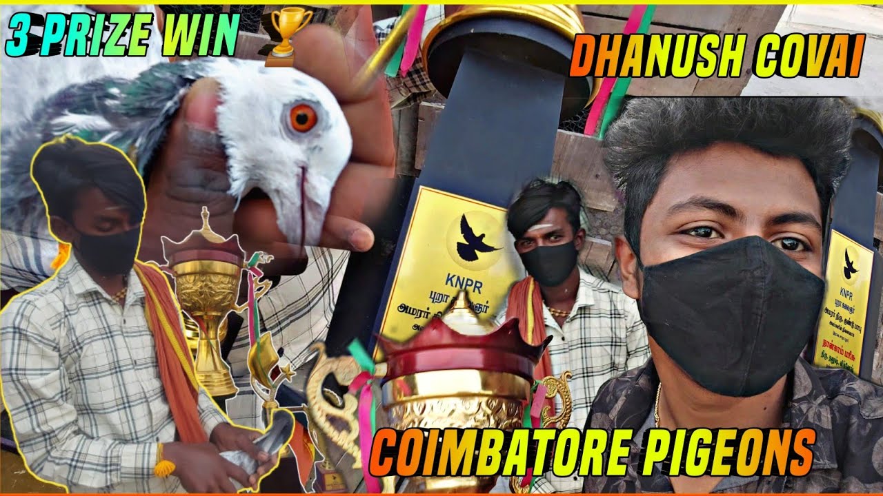 Coimbatore Pigeons Racing birds🔥 || Covai Dhanush 3rd , 4th Prize 🕊 in Tamil Review