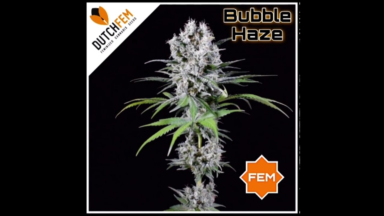 Bubble Haze 360&deg;