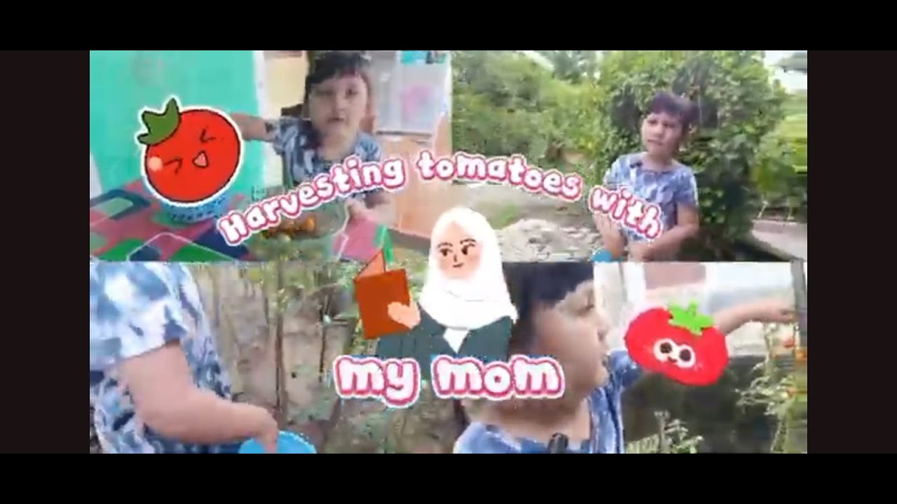 Harvesting tomatoes with mommy🍅
