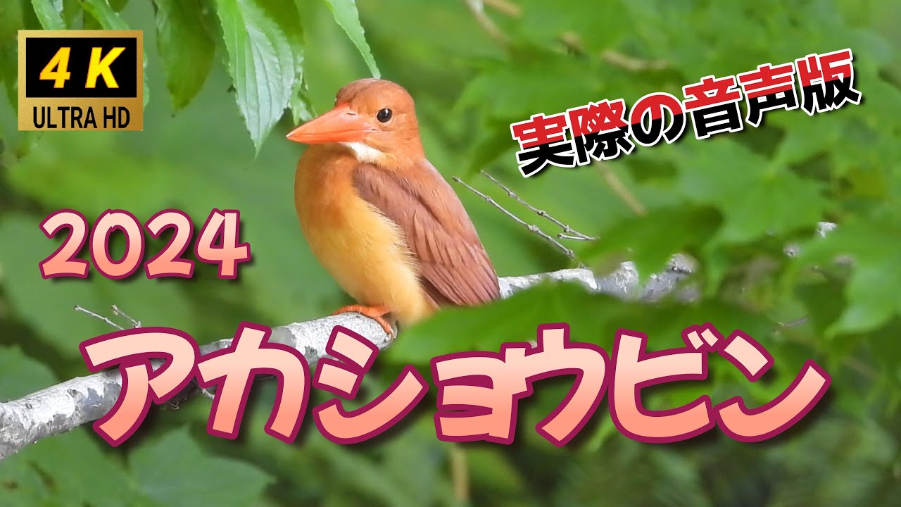 アカショウビン　2024　レア鳥ゲットだぜ！　　美しい火の鳥　アカショウビンの撮影者目線のコメント入り　実音版