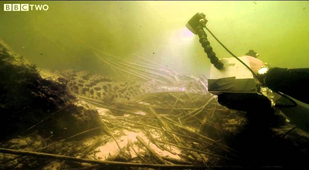 Underwater Encounter with the Nile Crocodile - Swimming with Crocodiles - Episode 1 - BBC