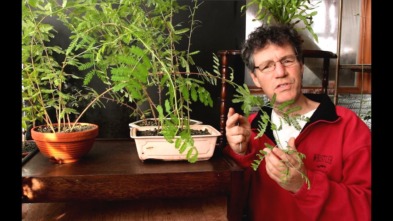 Acacia bonsai seedling update, Nov 2016