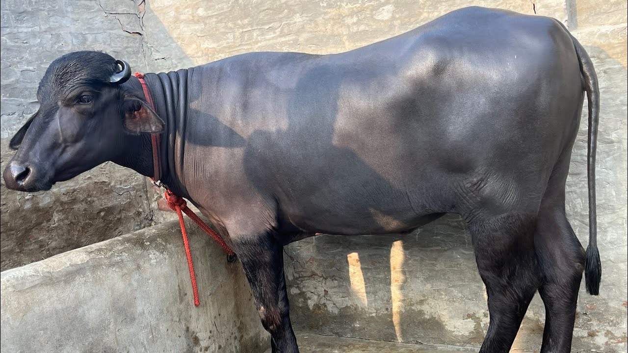 ਨੂਰ ਕੱਟੀ ਮਦਰ ਮਿਲਕ 20 ਕਿਲੋ #cow #baffalo #dairyfarm #farming #dairyherd # #animals #farming #farm 