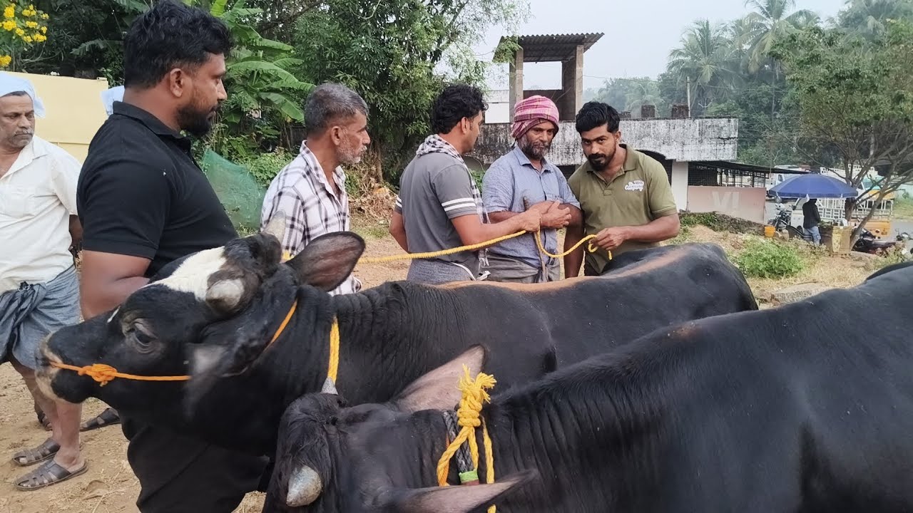 25/12/25 വാണിയംകുളം ചന്ത തിങ്ങി നിറഞ്ഞ ആൾക്കൂട്ടം കച്ചവടം തകർത്ത കച്ചവടങ്ങളും