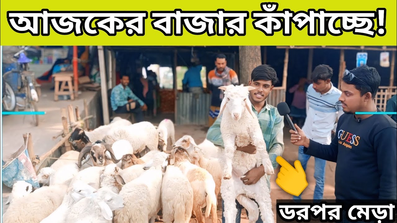 আজকের বাজার কাঁপাচ্ছে! ডরপর জাতের মেড়া ও গাড়লের বাচ্চার আজকের দাম | Sheep Market Price Today. #গাড়ল