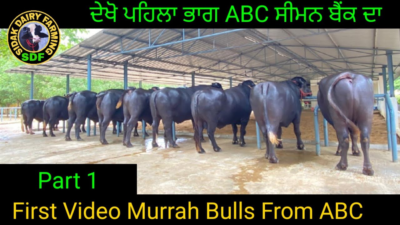 ਦੇਖੋ ABC ਦੇ ਮੁਰਾਹ ਝੋਟੇ, ਭਾਗ ਪਹਿਲਾ, Murrah Bulls From ABC VEERAVALLI part 1