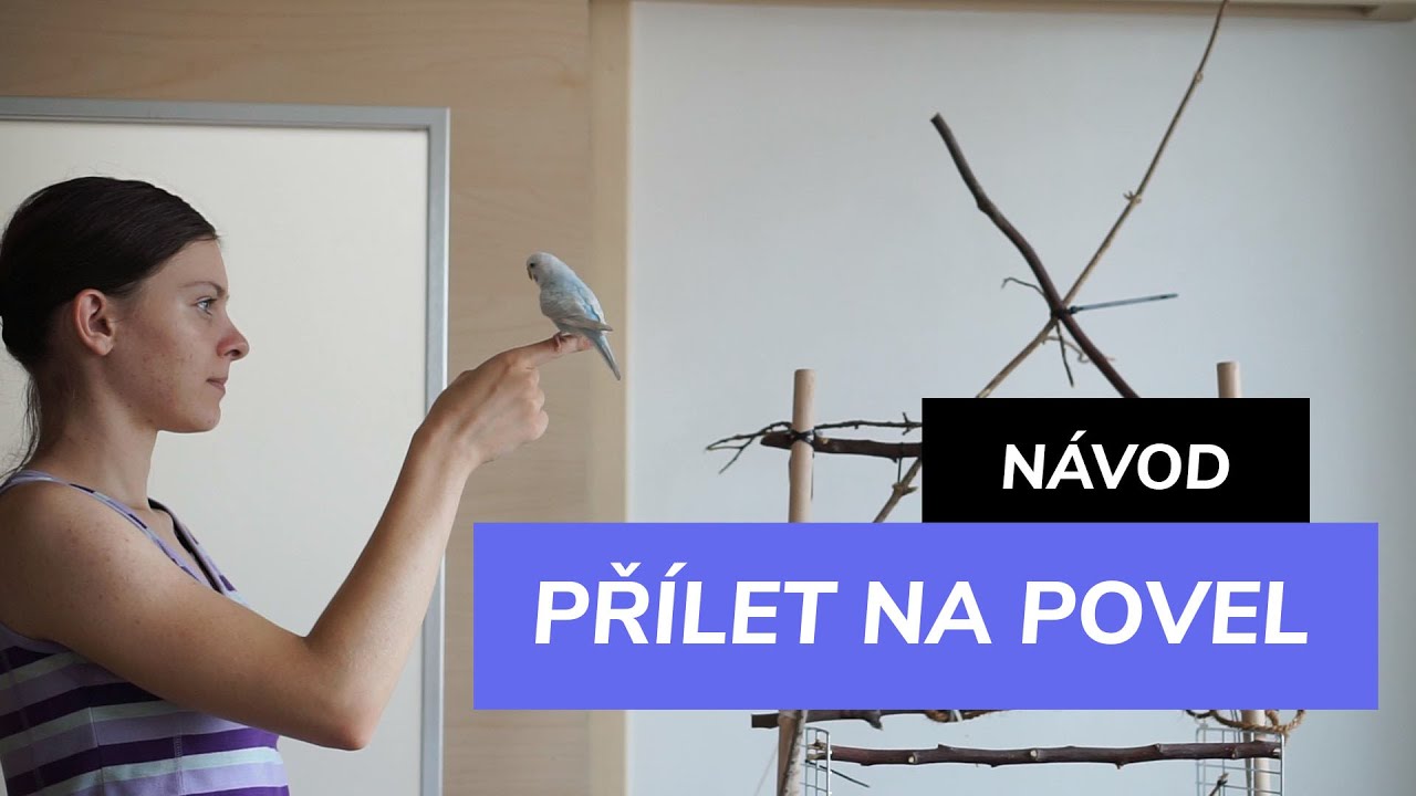 Jak naučit papouška přiletět na povel