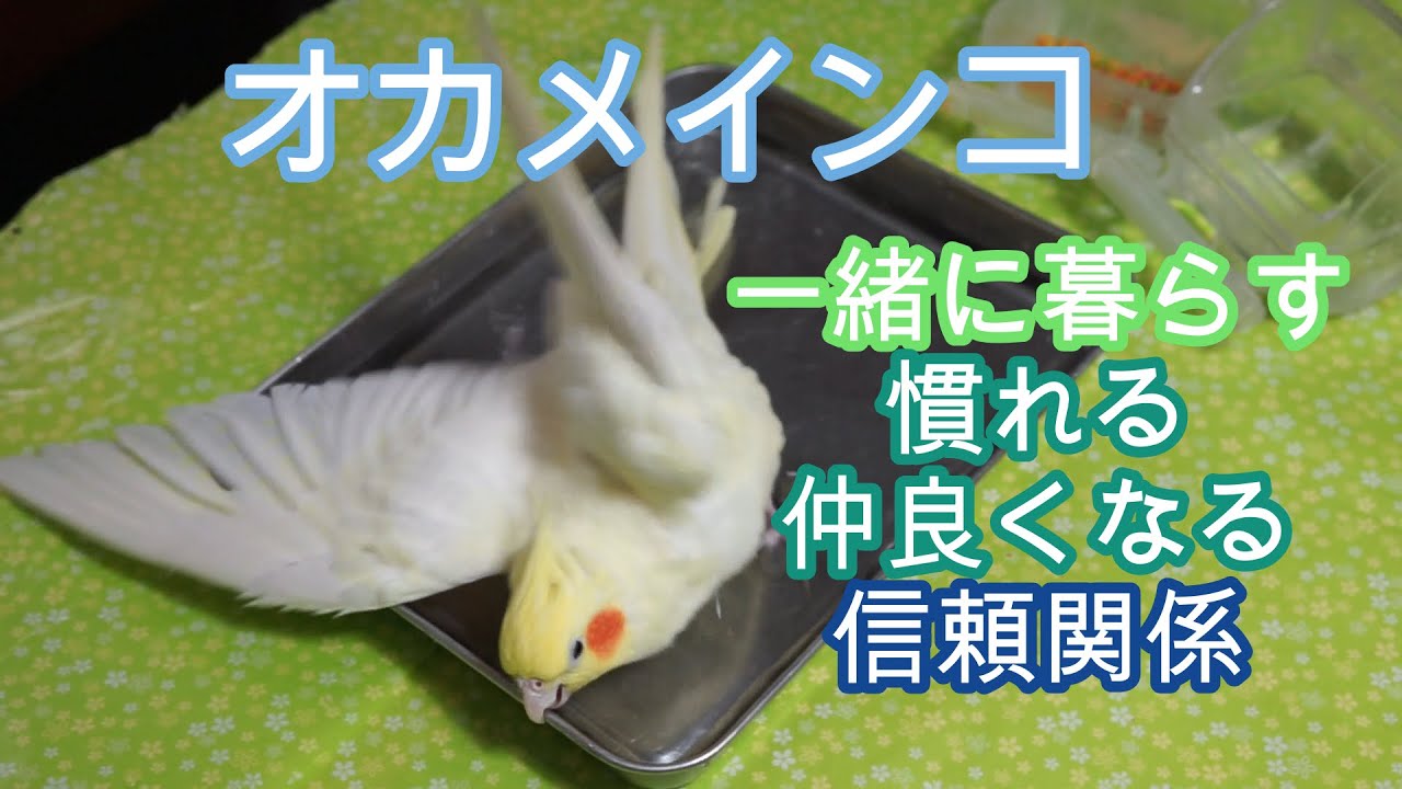 オカメインコ  飼い方  仲良くなる方法 なつく 信頼関係