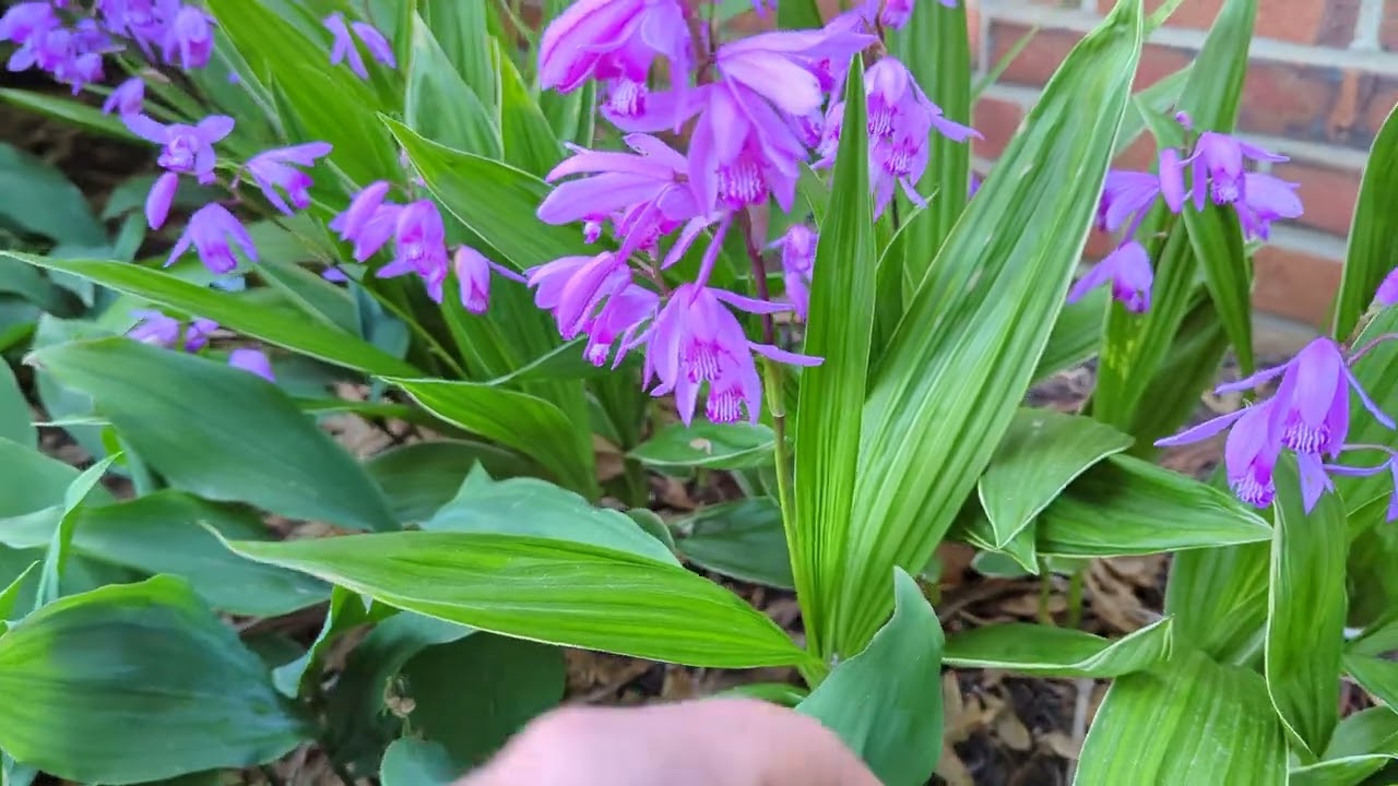 Garden Tour - Bletilla Striata Ground Orchid