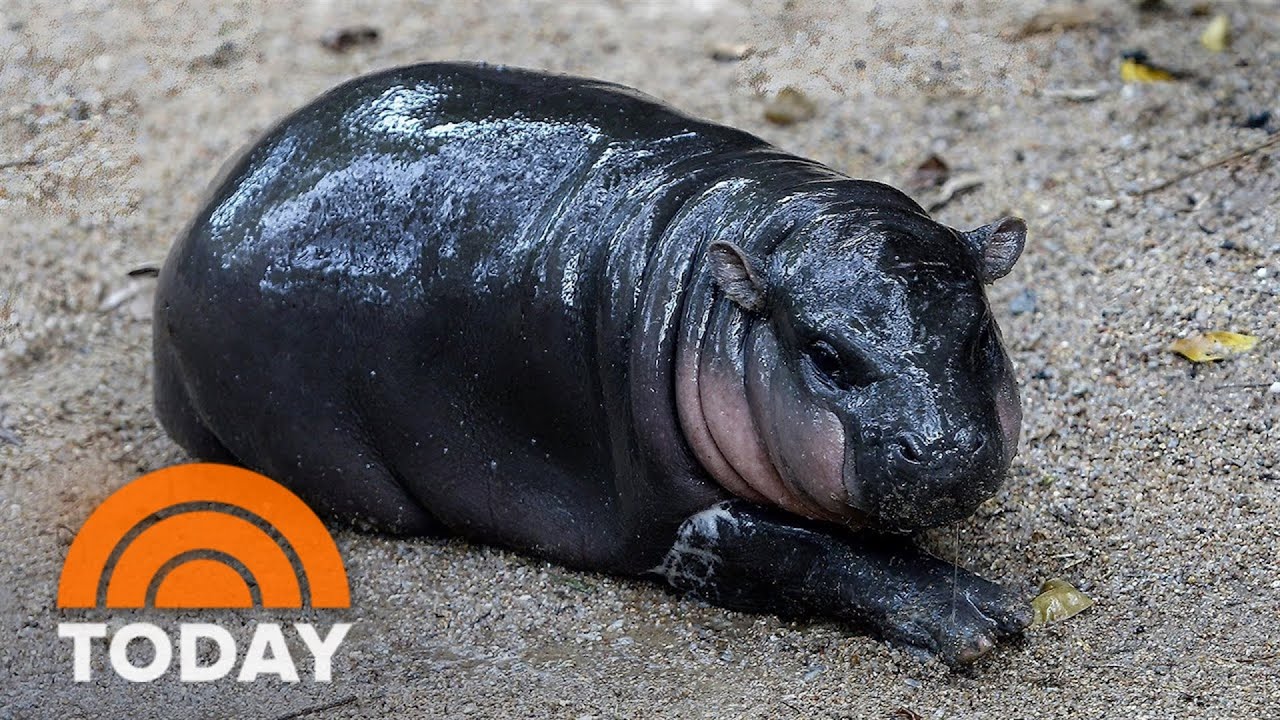 Meet Moo Deng, the adorable baby pygmy hippo that’s going viral