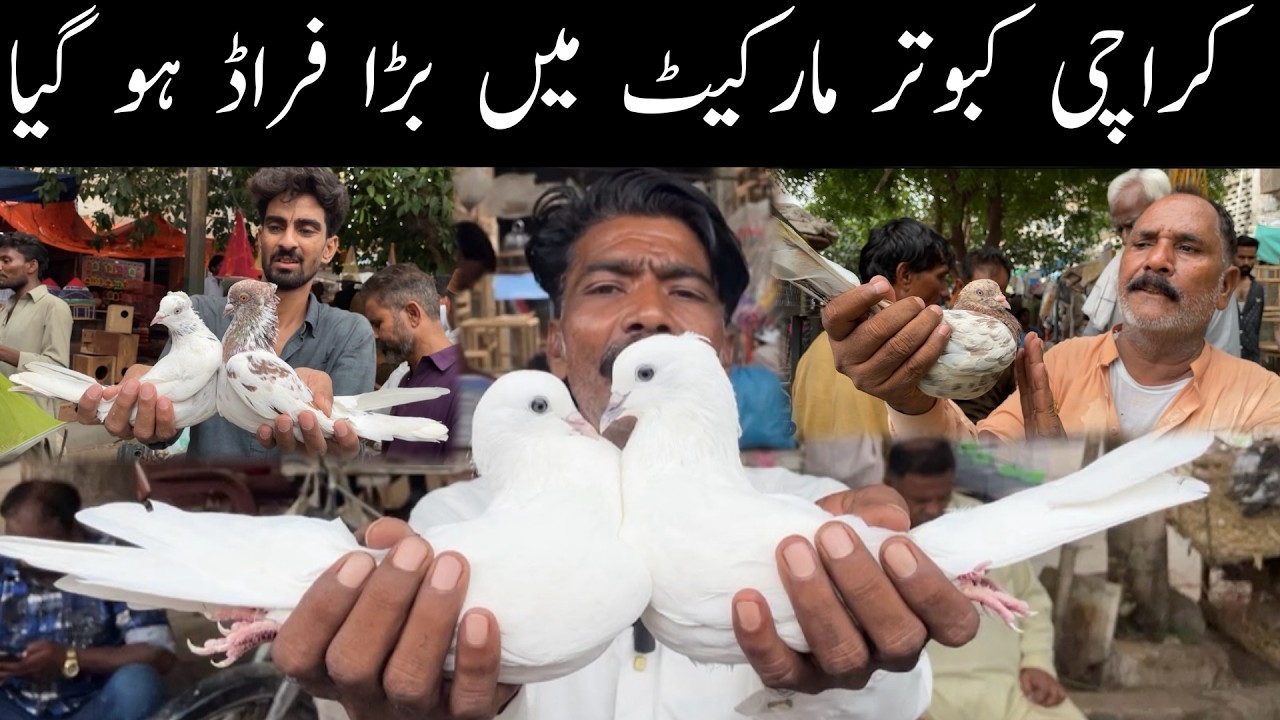 Karachi Pakistan Biggest Sunday Pigeons Market Latest Update 26-7-2026