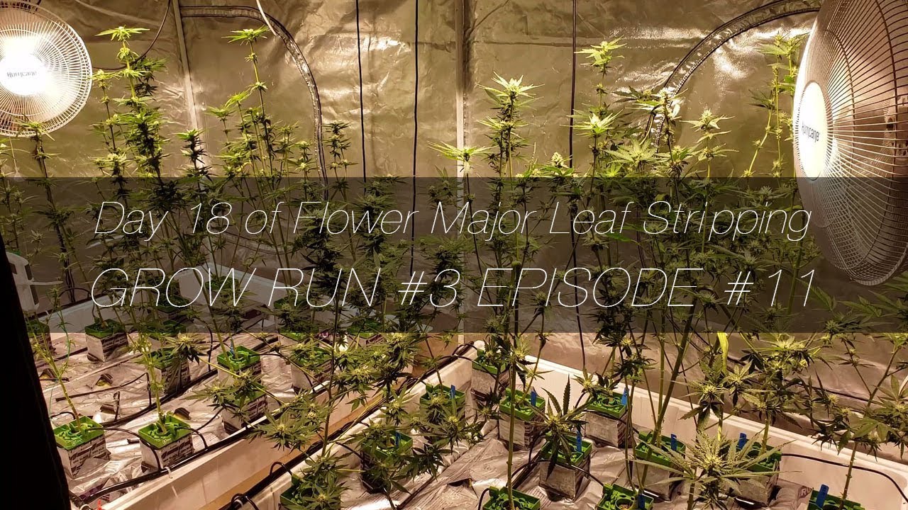 Day 18 of Flower Major Leaf Stripping - GR3 E11