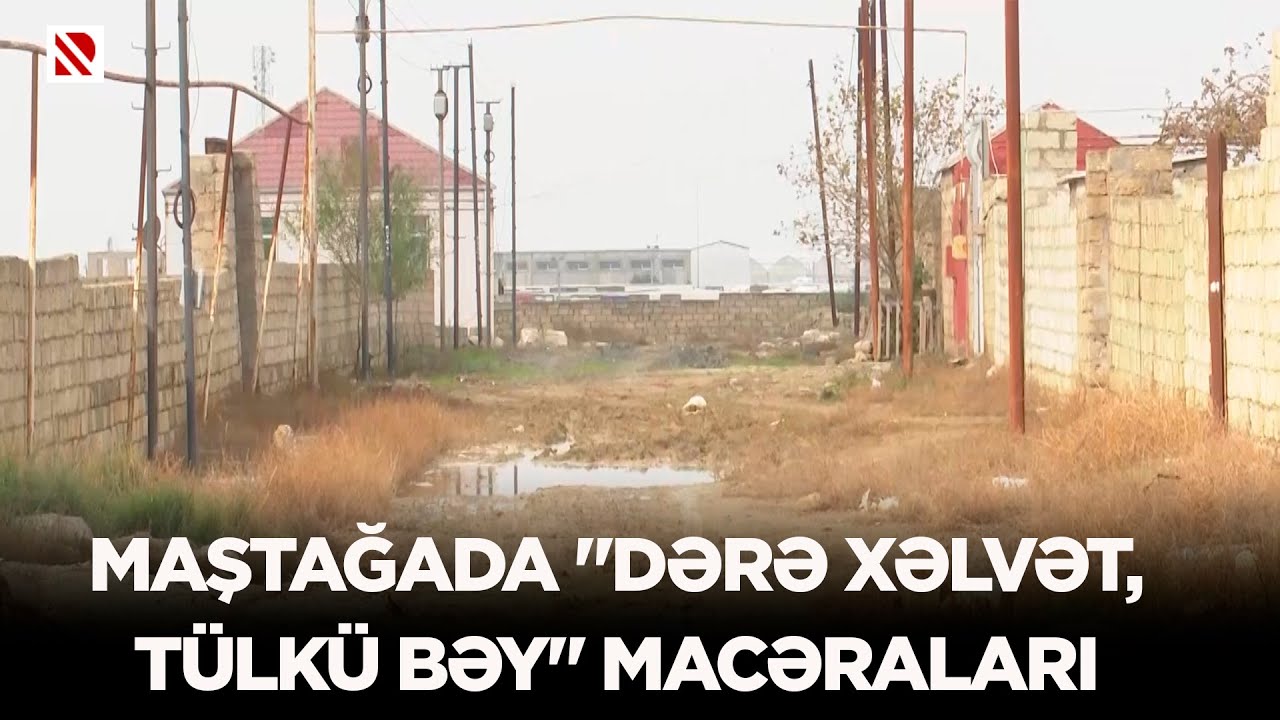 Maştağada “dərə xəlvət, tülkü bəy” macəraları - Savalan yaşayış massivi tülkülərin oylağına çevrilib