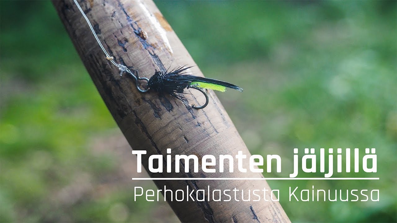 TAIMENTEN JÄLJILLÄ | Perhokalastusta Kainuussa