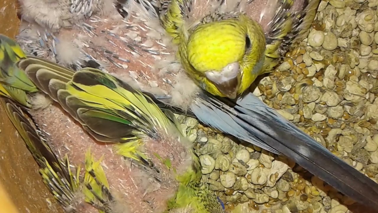 Is Feather Plucking by Budgie Parents acceptable ? #rainbowbudgies #budgies #budgiecare #feather