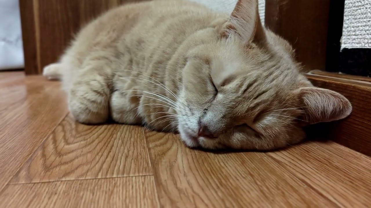 みーちゃんのほっこりな日常2319