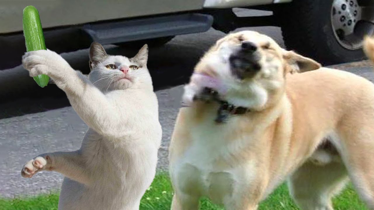 🐱🐶  Best Of The 2022 Funny Animal Videos - Pet Friends