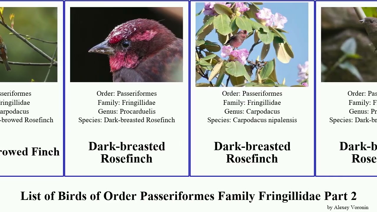 List of Birds of Order Passeriformes Family Fringillidae Part 2 carduelis euphonia finch common