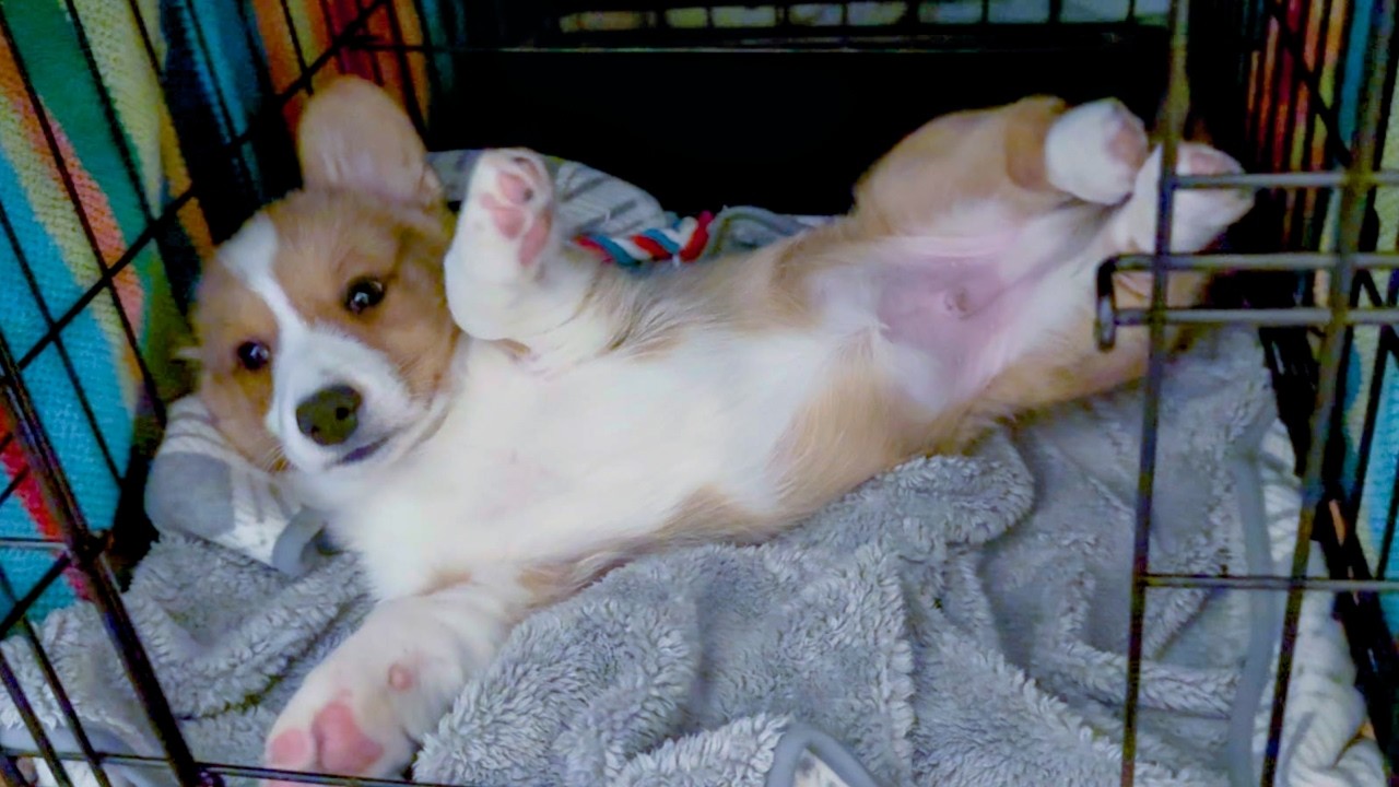 Day In The Life Of A Baby Corgi
