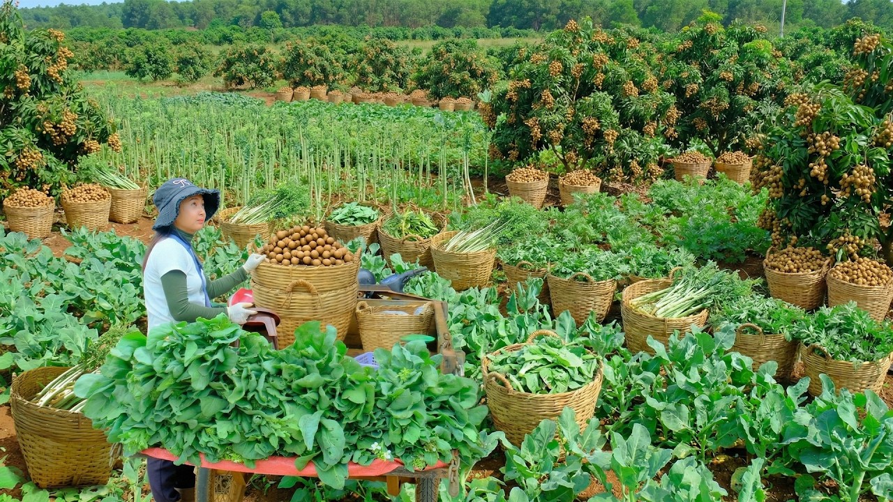 Relax With Harvest: Chinese Broccoli, Longan, Mugwort, Celtuce, Spinach, Chayote, Luffa