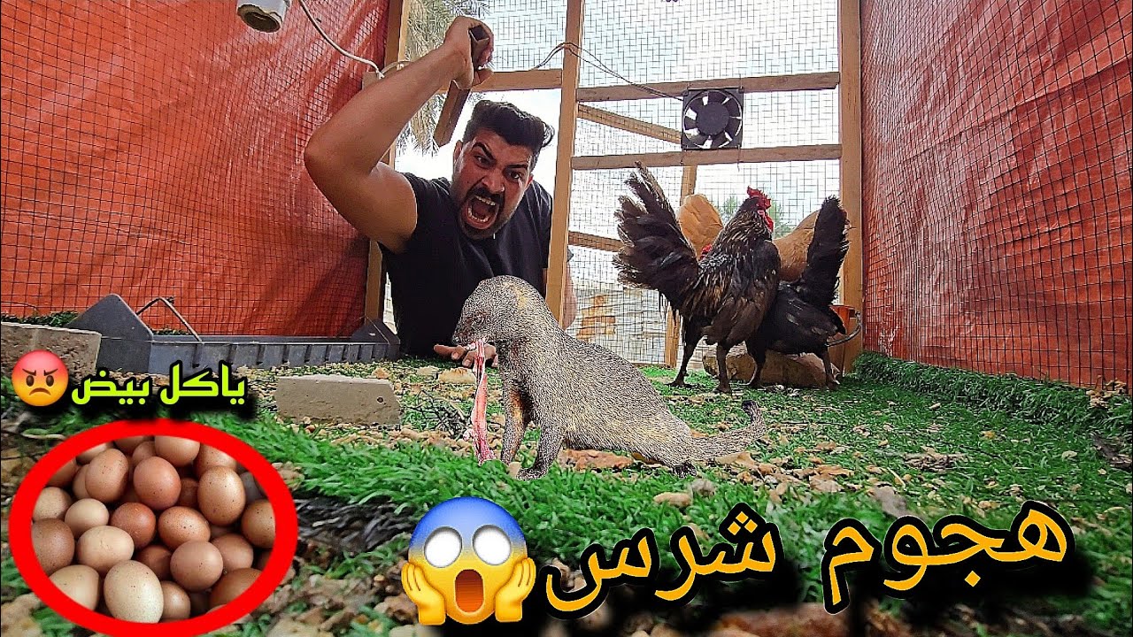 الوحش الصغير يهاجم فجأة... لحظة صادمة أمام الكاميرا!😱