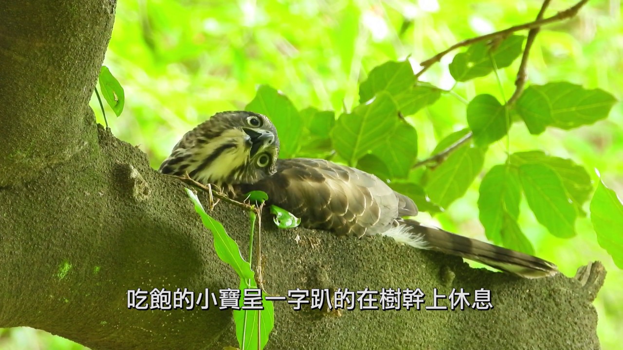 20200705大安小寶首獵老鼠