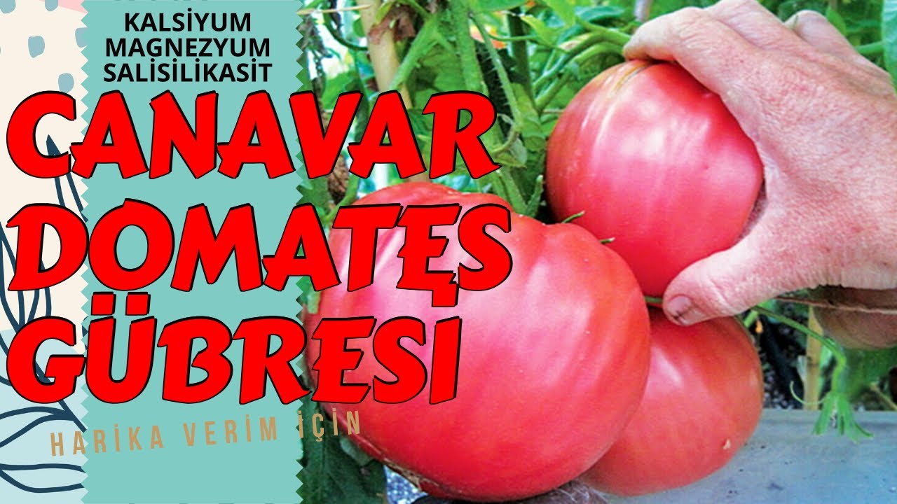 CANAVAR DOMATES GÜBRESİ I BİTKİLERİ COŞTURAN KARIŞIM I KALSİYUM İNGİLİZ TUZU ASPİRİN