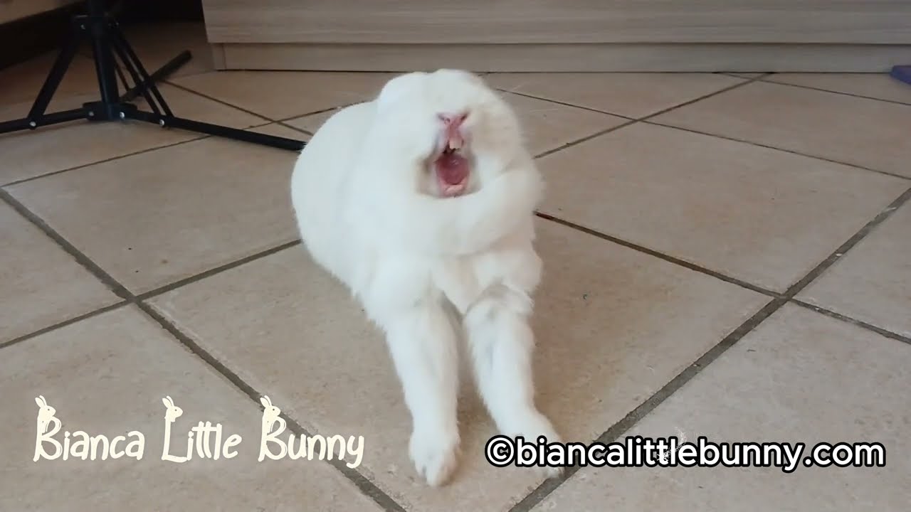 💤 Lo Sbadiglio Più Tenero del Mondo? Guarda Bianca in Slow Motion!