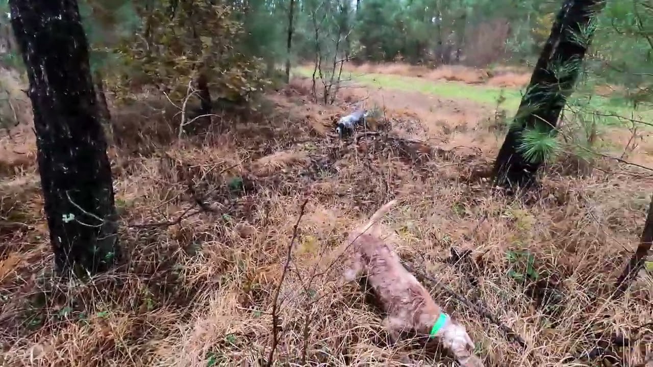 chasse b&eacute;casse setter anglais
