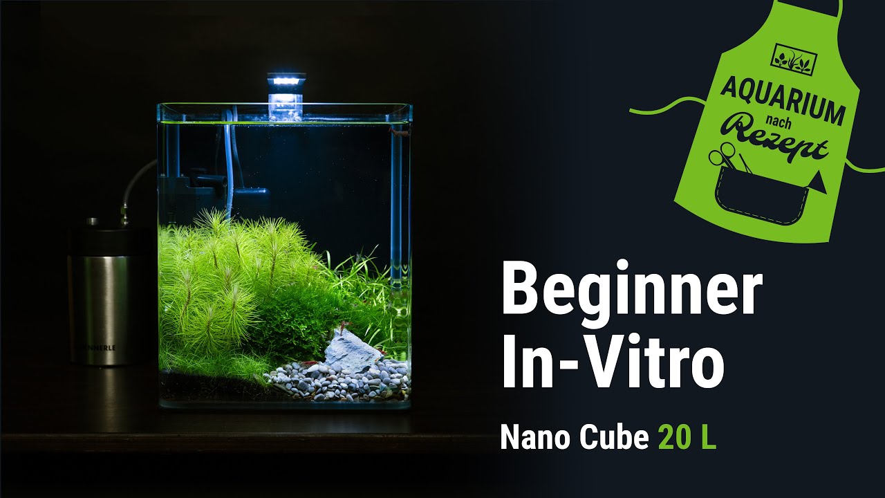 Einstieg mit In-Vitro im Nano Cube 20 Liter | Aquarium nach Rezept | DENNERLE