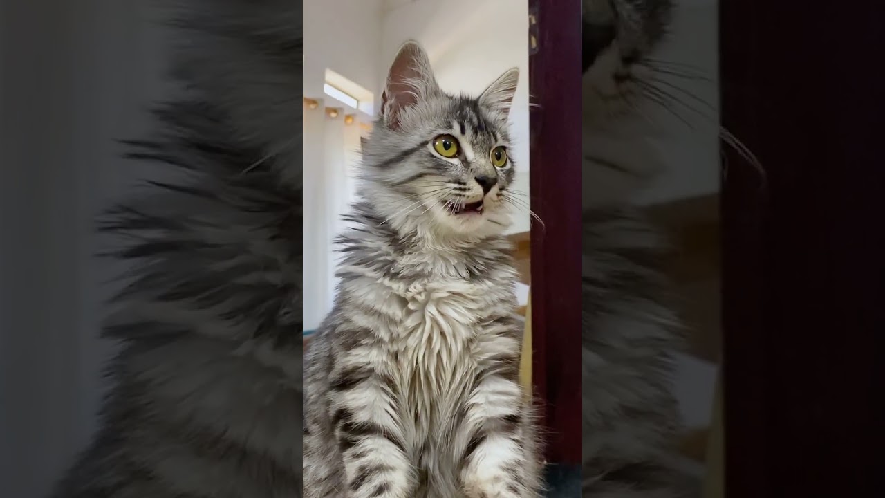 PORTOFOLIO VIDEO TIKTOK DAN REELS FCA