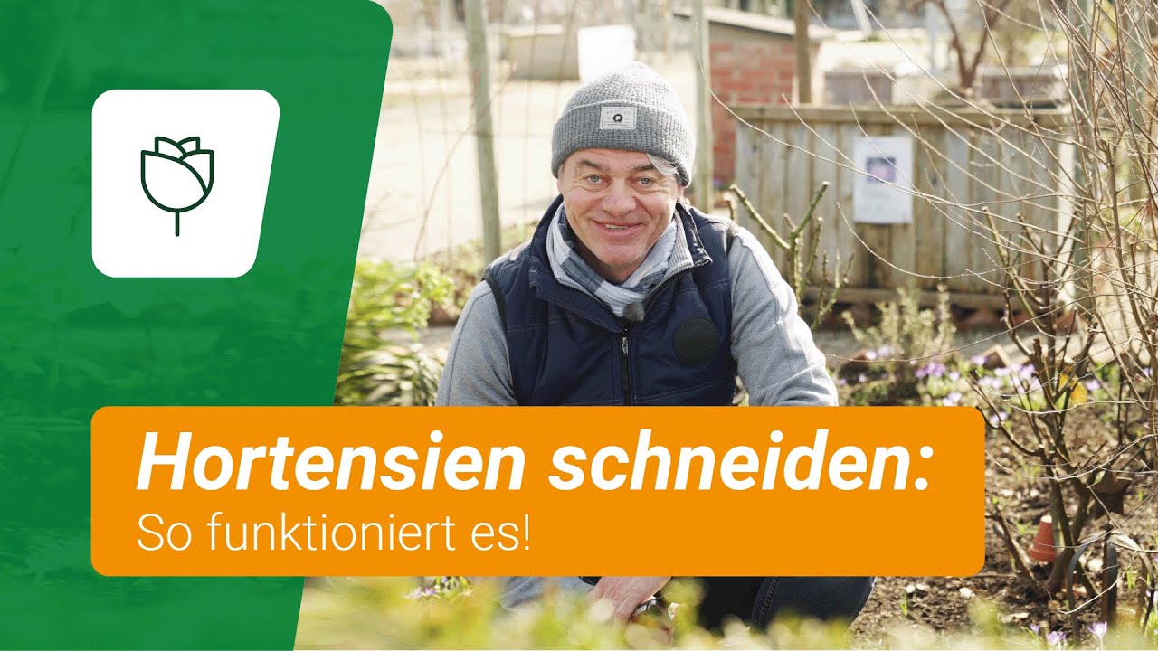 Hortensien schneiden: Wann und wie es gemacht wird 💪