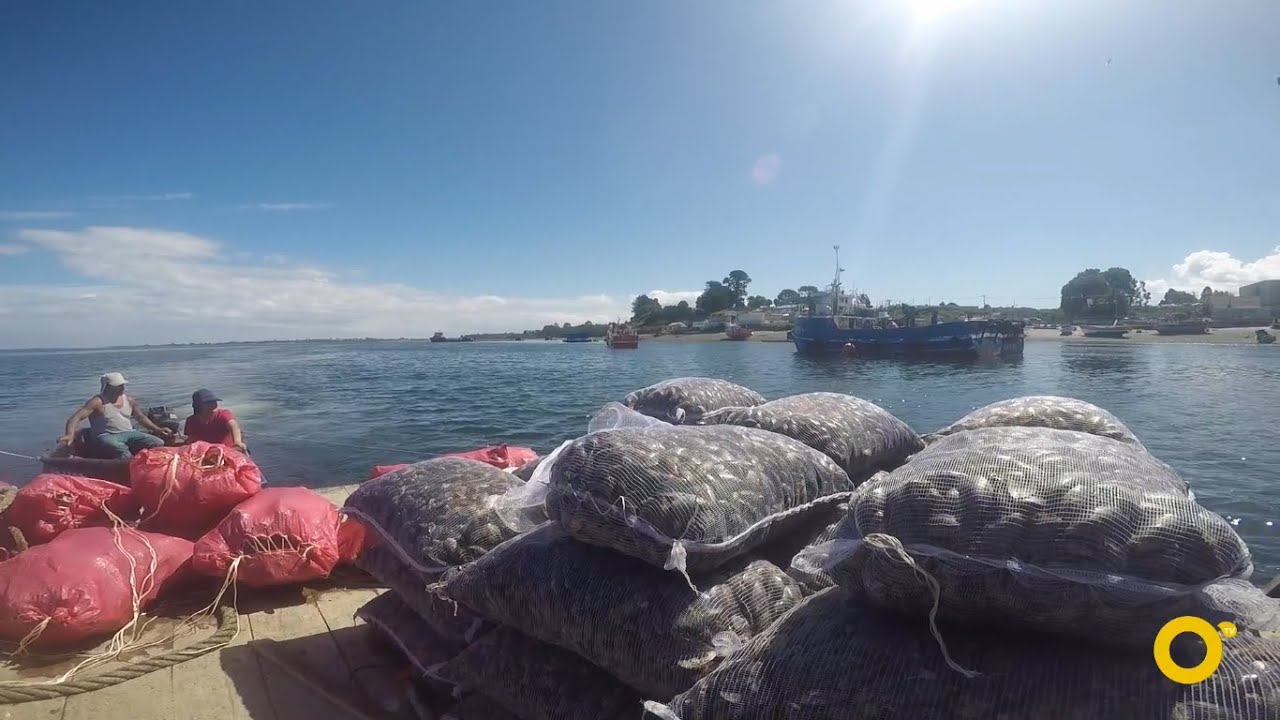 Cap&iacute;tulo 4: Curanto gigante de Calbuco