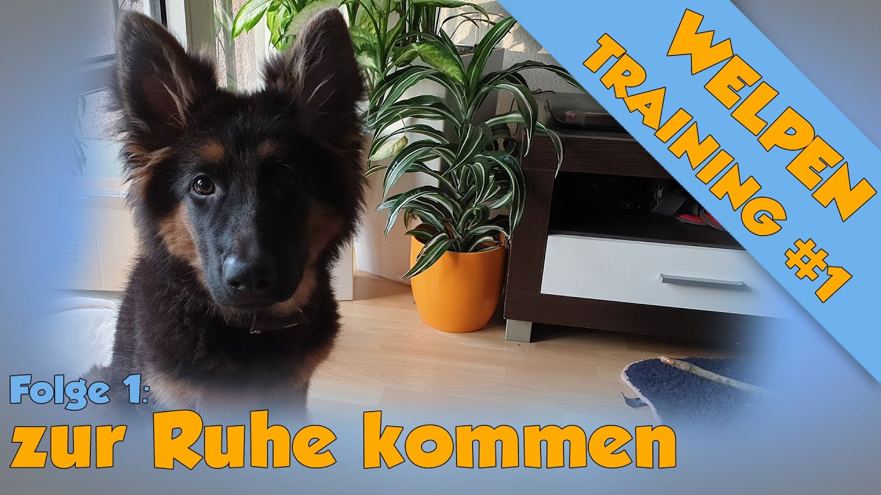 Welpen Ruhe / alleine bleiben beibringen - (3 Möglichkeiten für jeden Hund)  Welpentrainingsplan #1