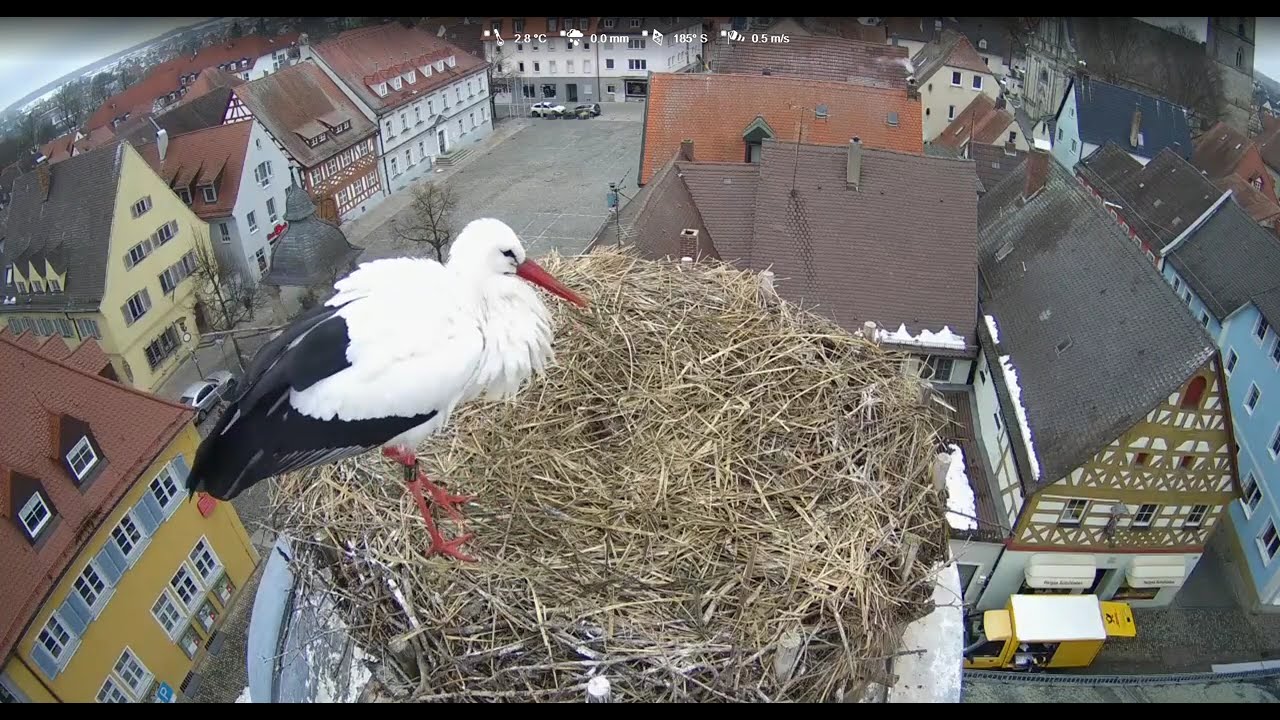 Höchstadt/D           Gerome and Frieda guarded the nest for a while.