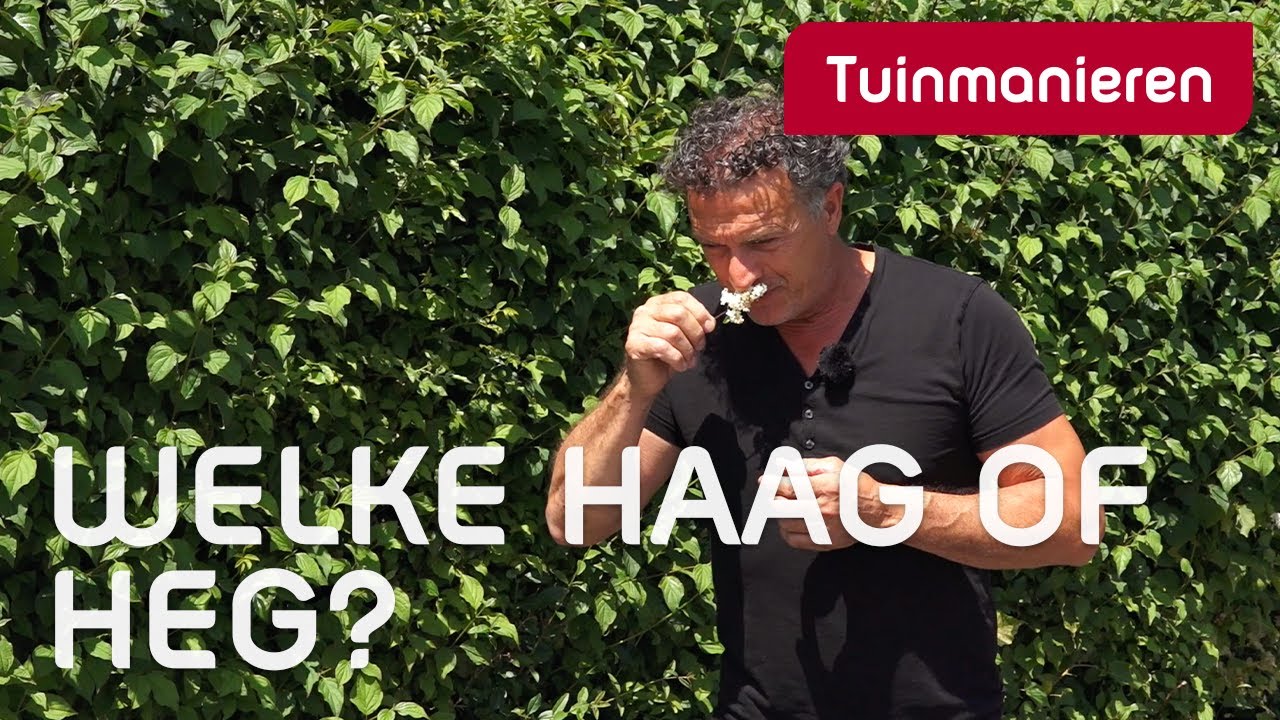 Erfafscheiding: Eén heg of meerdere hagen? | Tuinaanleg | Tuinmanieren