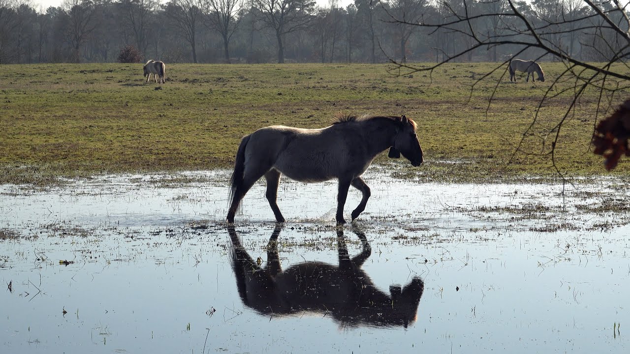 Wandelen, De Liereman, Oud Turnhout, Arendonk, Natuurpunt