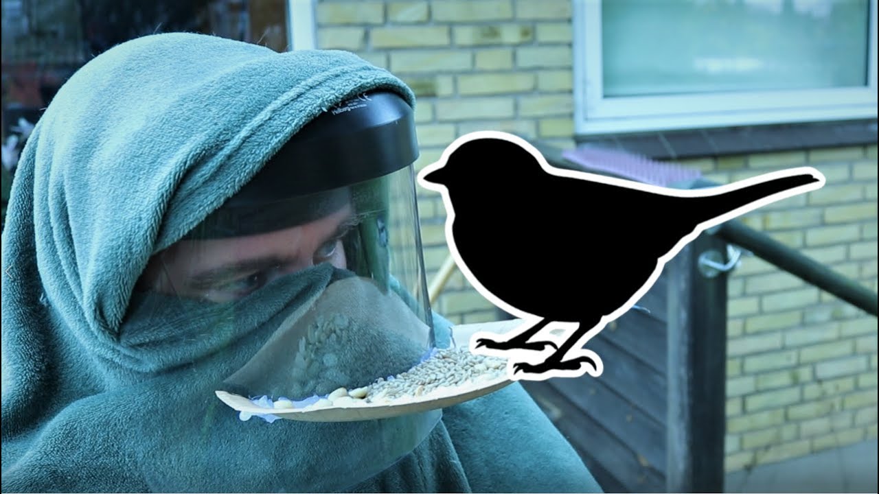 I Tried To Make Birds Land On My Face, Here's What Happened