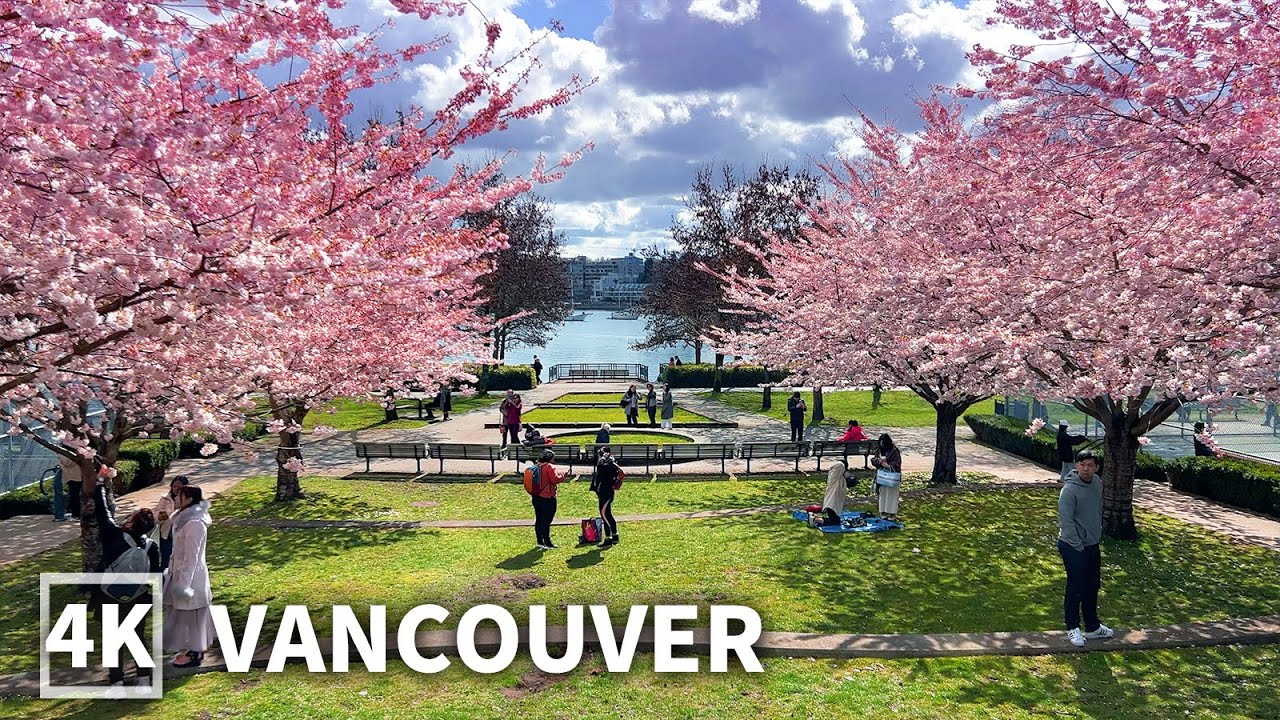 【4K】Cherry Blossoms 🌸Vancouver Spring Walk 2023, David Lam Park - Big Picnic | Travel Canada