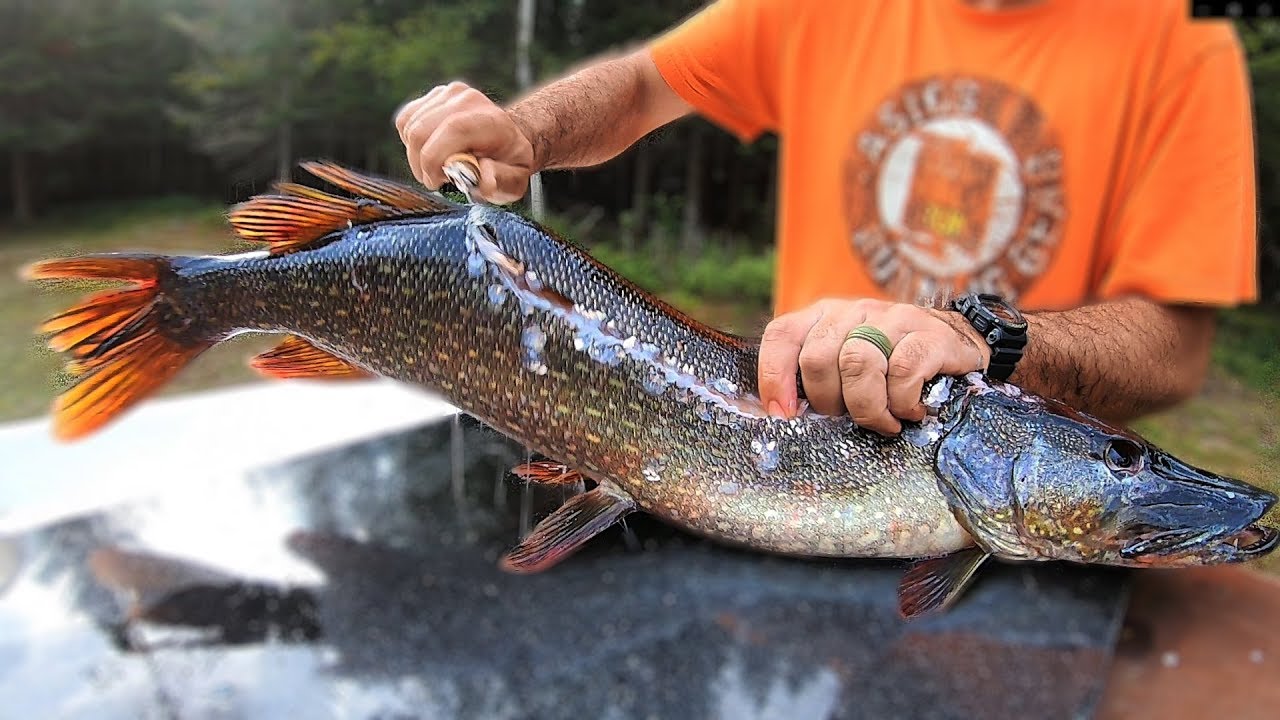 Northern Pike: How to {CATCH CLEAN COOK}