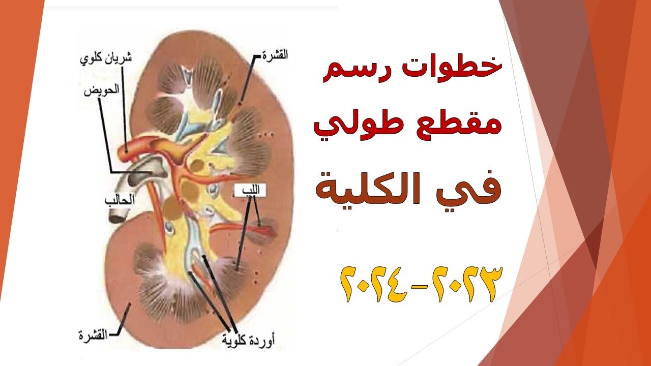رسم مقطع طولي في الكلية/ الاحياء / الصف الثالث المتوسط #الكلية  #رسم #خطوات  #الكليه