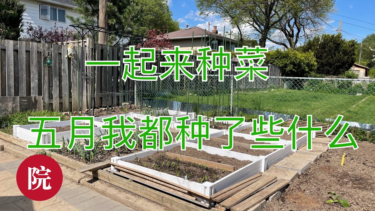 【彬彬有院】种•889早春5月我在多伦多都种了些什么菜，2022；大量种植信息，不爬藤的豆角种子如何购买，种植经验和细节，注意多伦多下周晚上有几天低温，菜苗移植后低温下需要保护