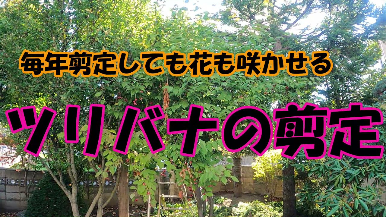 【ツリバナの剪定】毎年花も咲かせてスッキリさせたい