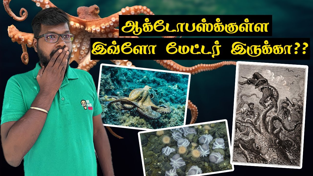 Interesting facts of Octopus | ஆக்டோபஸ் பற்றிய சுவாரஸ்ய தகவல்கள் | Big Bang Bogan